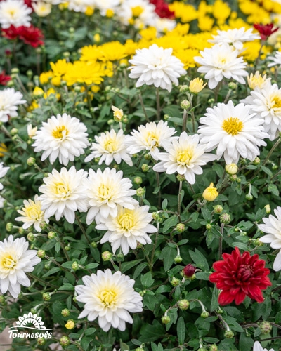 Chrysanthèmes blancs, rouges et jaunes chez Tournesols.