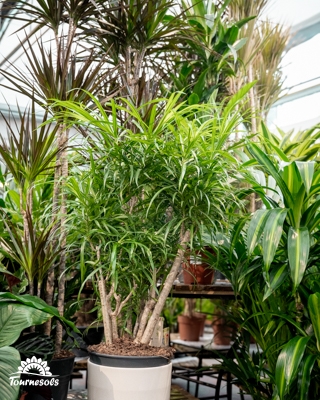 olivenbaum fungizid knorriger Olivenbaum 150 Jahre  toskanagartenshop