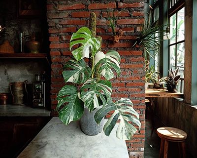 - 20 % sur les Monstera varegata