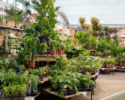 Rayon plantes d’intérieur luxuriant en jardinerie, avec grandes et petites plantes vertes en promotion.