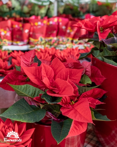 Poinsettias rouges en pots rouges sur étagère.