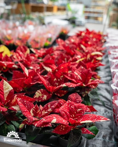 Rangées de poinsettias rouges en promotion sur étagères de magasin.