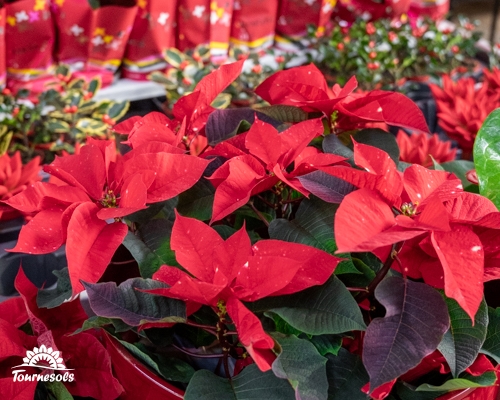 Pots de poinsettias rouges en promotion sur une table.
