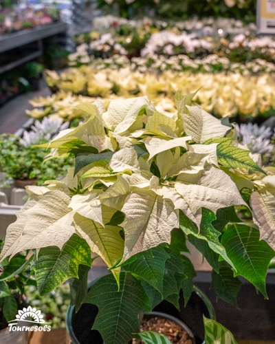 Poinsettia blanc en pot entouré d'autres plantes en arrière-plan.