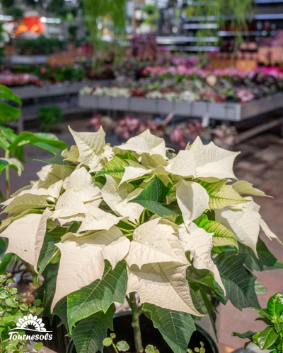 Poinsettia à feuilles blanches dans un magasin botanique.