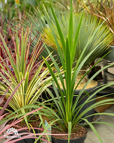 Jeunes plants de Cordyline australis en pots, avec des feuillages verts et panachés de rouge.