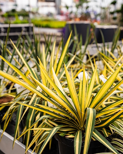 Plante Yucca panachée jaune et vert dans un pot noir, en gros plan, dans une pépinière.