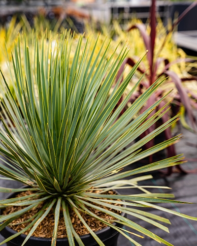 Gros plan d'un Yucca aux longues feuilles vertes et jaunes pointues, dans un pot.