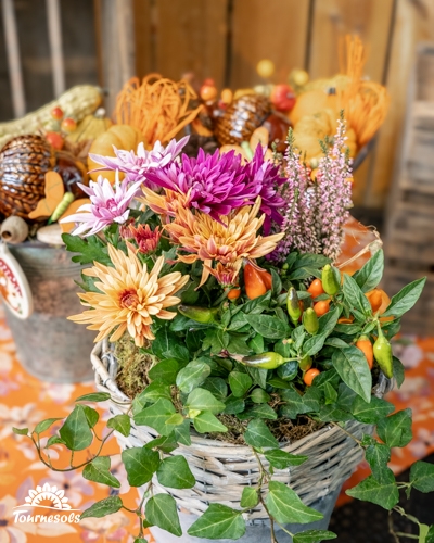 Composition de Toussaint en panier d'osier : chrysanthèmes orange et mauves, bruyère, piments décoratifs et lierre