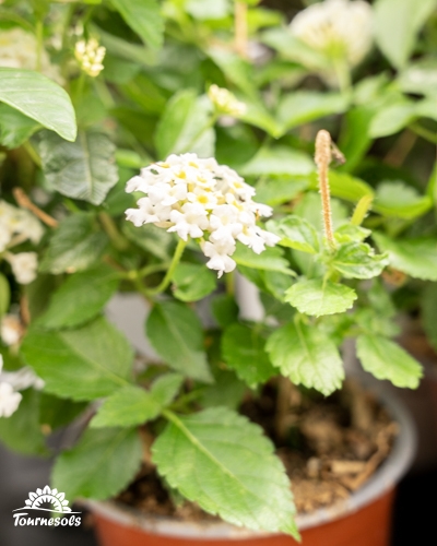 Plante de Lantana en pot avec de petites fleurs blanches groupées.