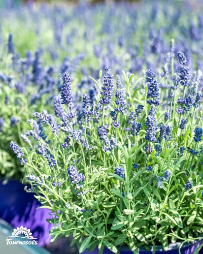 Plant de lavande en fleurs dans un pot, avec un champ de lavande flou en arrière-plan.