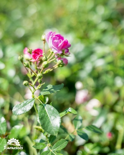 Gros plan sur un bouquet de petites roses roses et boutons en fleurs sur une tige, avec un fond vert flou.