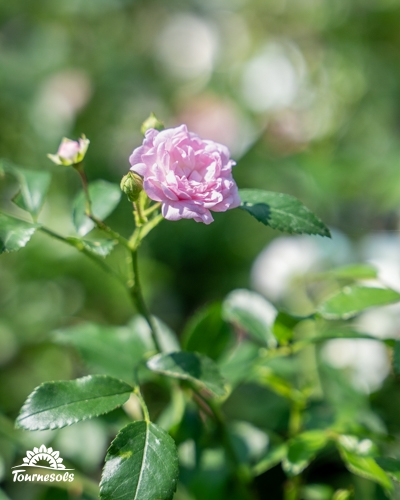 Gros plan sur une petite rose rose pâle en pleine floraison, entourée de boutons et d'un feuillage vert flou.
