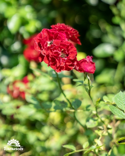 Petites roses rouges en grappe dans un jardin, avec un arrière-plan de feuilles vertes floues.