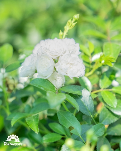 Rosier grimpant avec des bouquets de petites fleurs blanches et un feuillage vert dense.