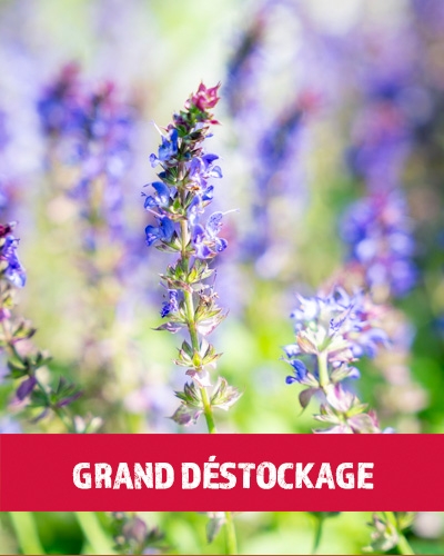 Gros plan sur une fleur de sauge bleue en épi avec une bannière 