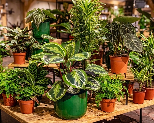 Deux palmiers en pots avec étiquettes de réduction 