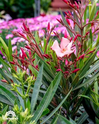Un laurier rose résistant au gel exposé dans nos jardineries Tournesols