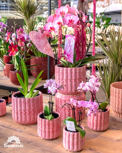 Une large gamme d'orchidées colorées, présentées dans nos jardineries Tournesols