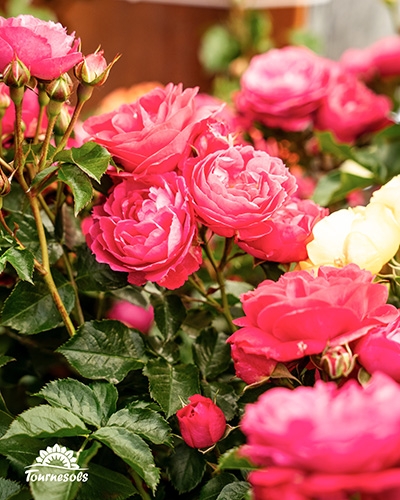 L'une des nombreuses variétés de rosiers disponibles dans nos jardineries Tournesols