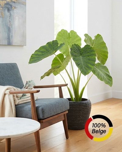 Grande plante Colocasia en pot aux larges feuilles vertes dans un salon lumineux, avec une pastille 