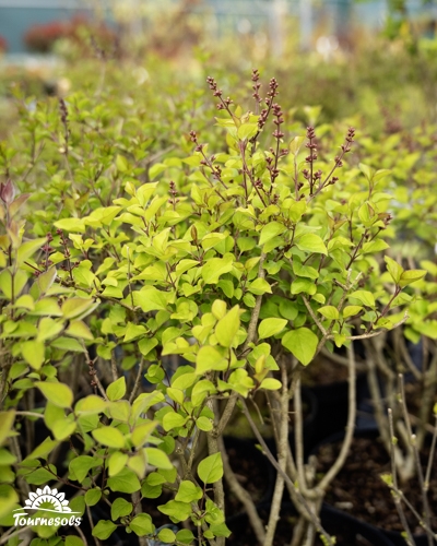 Du lilas en pleine floraison en ce début de printemps.