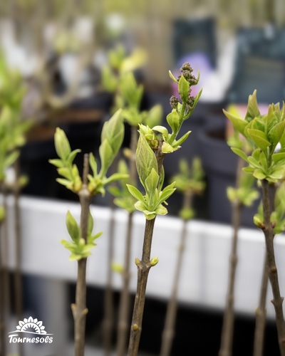 Lilas bourgeonnant présentés dans vos jardineries Tournesols