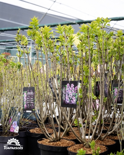 Lilas en rayon dans vos jardineries Tournesols