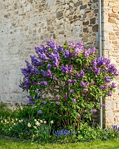 Lilas Syringa vulgaris 'Michel Buchner' aux fleurs violettes en pleine floraison près d’un mur en pierre