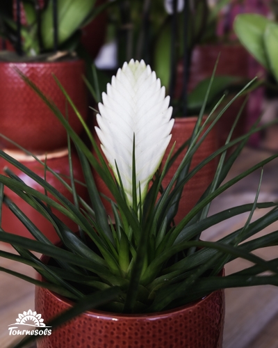 Bromélia à fleur blanche en pot rouge, plante exotique d’intérieur de l’arrivage février 2026
