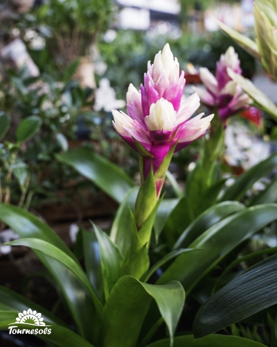 Bromélia aux bractées rose et blanc en pot, présenté en jardinerie