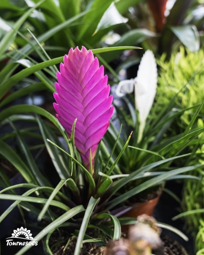 Bromélia rose vif en pot, feuillage vert dense, arrivage de plantes chez Tournesols