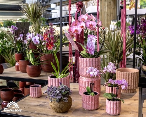 Orchidées roses en pots décoratifs chez Tournesols, nouvel arrivage de février 2026