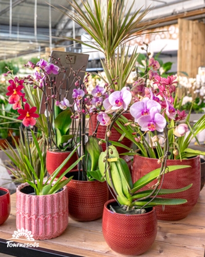 Arrivage d’orchidées exotiques roses et violettes en pots rouges chez Tournesols, février 2026.