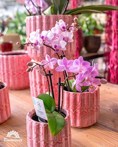 Orchidées phalaenopsis roses en cache-pots décoratifs, nouvel arrivage de février chez Tournesols