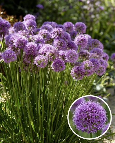 Allium Millenium aux fleurs violettes en boules, idéal pour massifs d'été en promo -30%