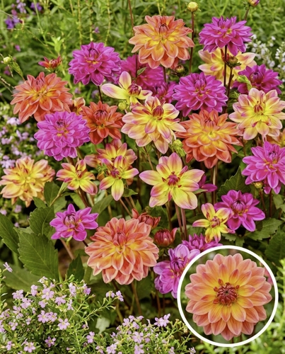 Mélange de dahlias Pacific Mix aux fleurs roses, jaunes et orangées en pleine floraison estivale