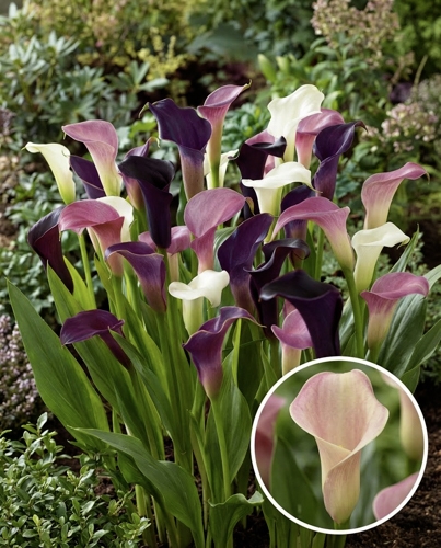 Zantedeschia pastel mix aux fleurs roses, blanches et pourpres en massif de jardin printanier