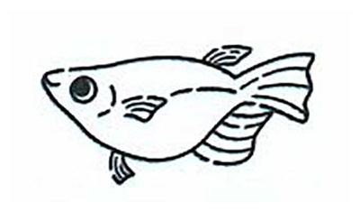 Illustration en noir et blanc d’un poisson medaka en vue latérale
