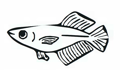 Illustration simple d’un poisson medaka daruma au corps arrondi