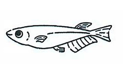 Illustration d’un poisson medaka hikari aux nageoires allongées