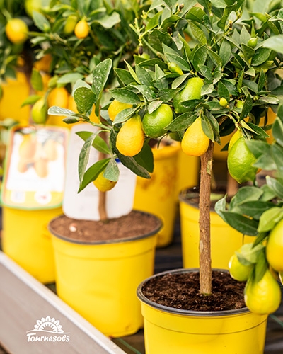 Petit citronnier limequat avec des fruits jaunes et verts dans un pot jaune en jardinerie.