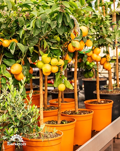 Plusieurs petits citronniers en pots oranges, chargés de fruits jaunes et de fleurs, alignés dans une serre.