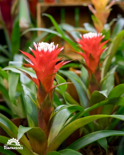 Broméliacée Guzmania avec une inflorescence rouge vif et des petites fleurs blanches au centre.