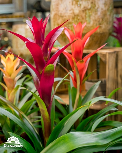 Gros plan sur des plantes de Broméliacées aux inflorescences rouges et orange vives.