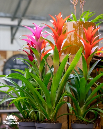 Plans rapprochés de broméliacées Guzmania aux bractées colorées (orange, rouge, rose) en pots.