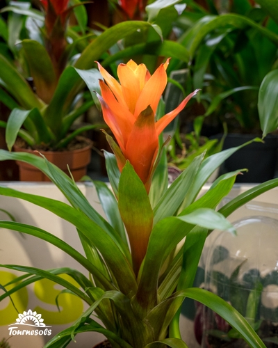 Gros plan sur une broméliacée à l'inflorescence orange vif.
