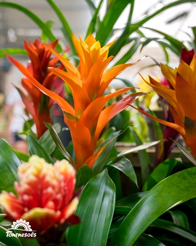 Plantes broméliacées aux bractées orange et rouges vives dans une serre.