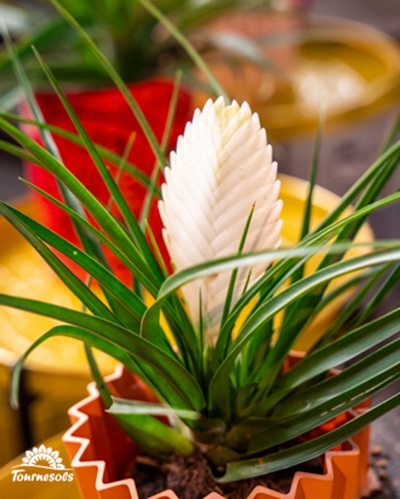 Plante broméliacée avec une grande inflorescence blanche en forme de cône, dans un pot orange.