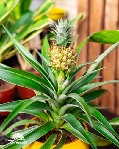 Jeune plan d'ananas ornemental avec son petit fruit central dans un pot jaune.